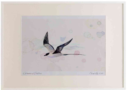 A2 long tailed skua adult.jpg