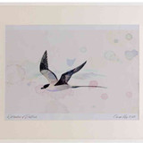 A2 long tailed skua adult
