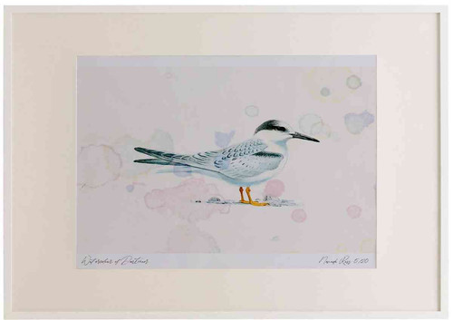 A2 little tern juvenile.jpg