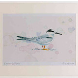 A2 little tern juvenile
