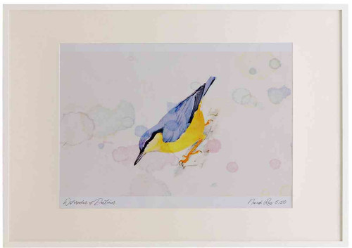 A2 nuthatch.jpg