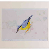 A2 nuthatch