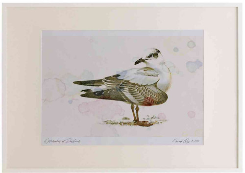 A2 meditteranean gull firstwinter.jpg