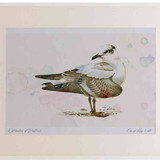 A2 meditteranean gull firstwinter