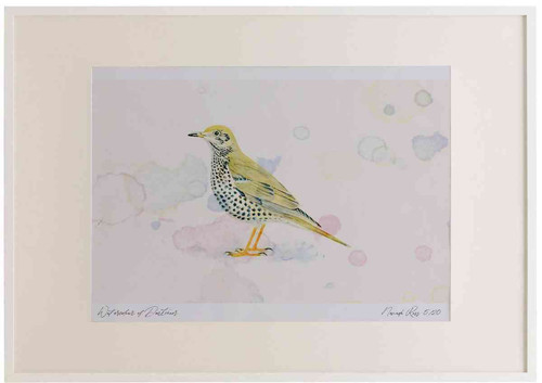 A2 mistle thrush.jpg