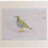 A2 mistle thrush