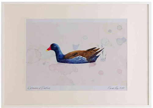 A2 moorhen adult.jpg