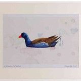 A2 moorhen adult