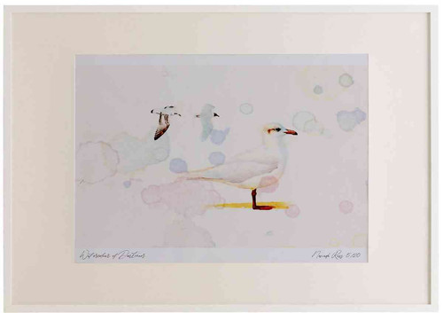 A2 meditteranean gull winter.jpg