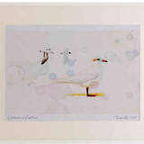 A2 meditteranean gull winter
