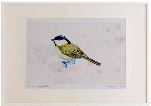 A2 marsh tit.jpg