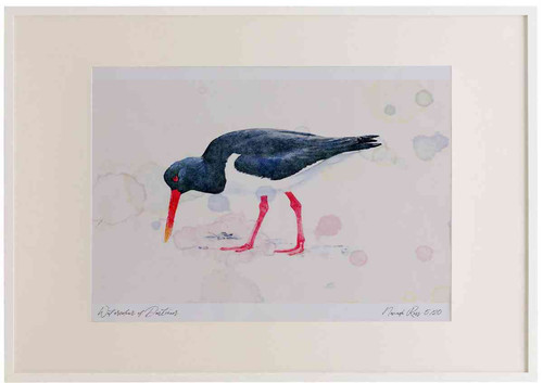 A2 oystercatcher.jpg