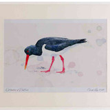 A2 oystercatcher