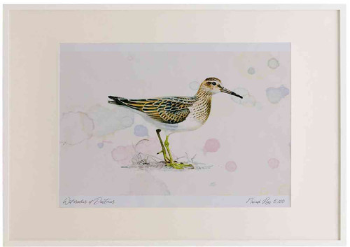 A2 pectoral sandpiper juvenile.jpg