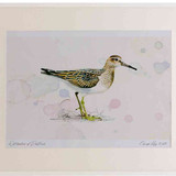 A2 pectoral sandpiper juvenile