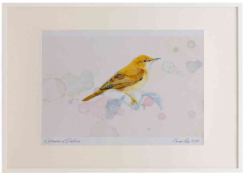 A2 marsh warbler.jpg