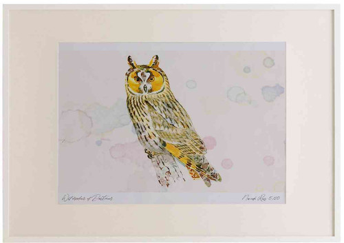 A2 long eared owl.jpg