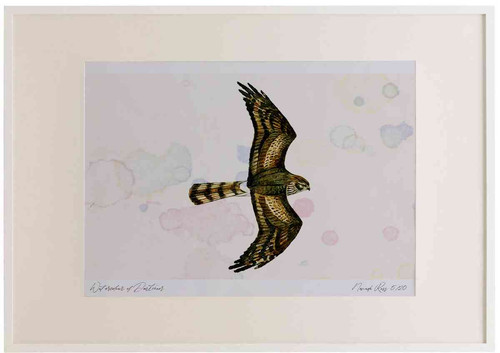 A2 montagu s harrier female inflight.jpg