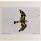 A2 montagu s harrier female inflight