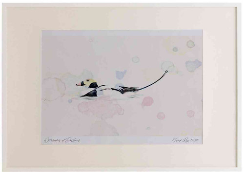 A2 long tailed duck male breeding plumage.jpg