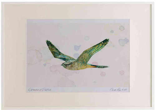 A2 nightjar female.jpg