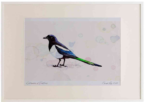 A2 magpie.jpg