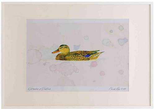 A2 mallard female.jpg