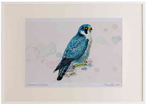 A2 peregrine adult