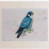 A2 peregrine adult
