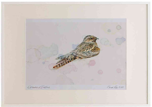 A2 nightjar male.jpg