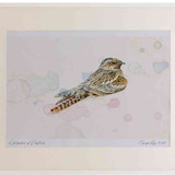 A2 nightjar male