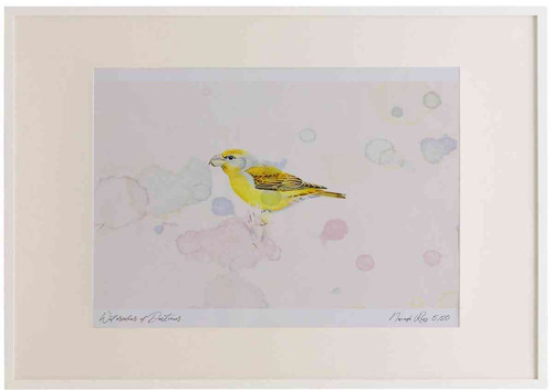 A2 parrot crossbill female.jpg