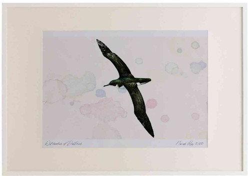 A2 manx shearwater.jpg