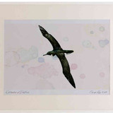 A2 manx shearwater