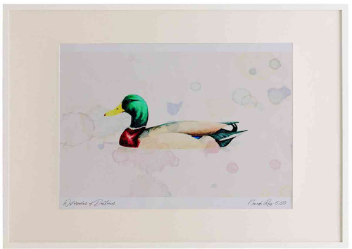 A2 mallard male.jpg
