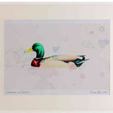 A2 mallard male
