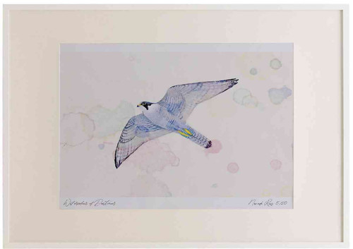 A2 peregrine adult inflight