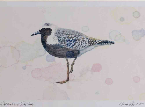 A4 grey plover breeding plumage.jpg