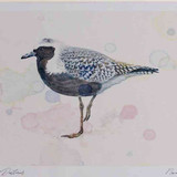 A4 grey plover breeding plumage