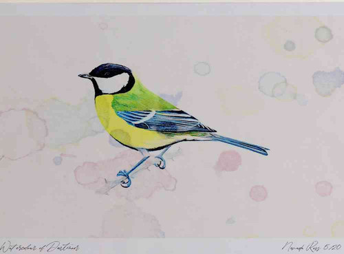 A4 great tit adult.jpg