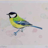A4 great tit adult