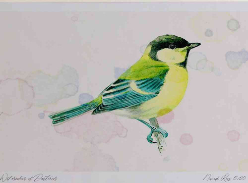 A4 great tit juvenile.jpg