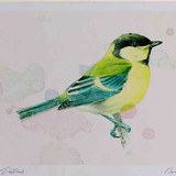 A4 great tit juvenile