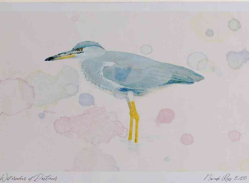 A4 grey heron immature.jpg