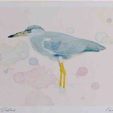 A4 grey heron immature