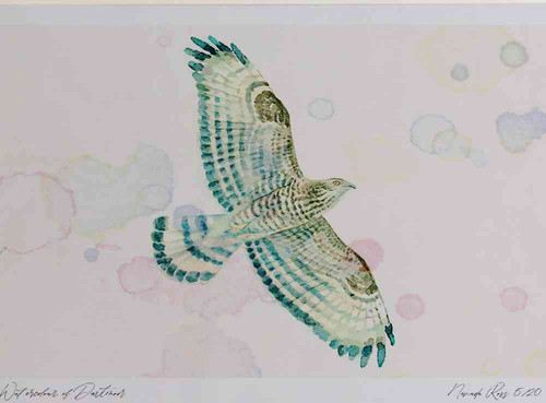 A4 honey buzzard female.jpg