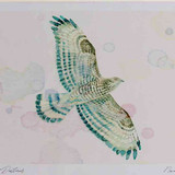 A4 honey buzzard female