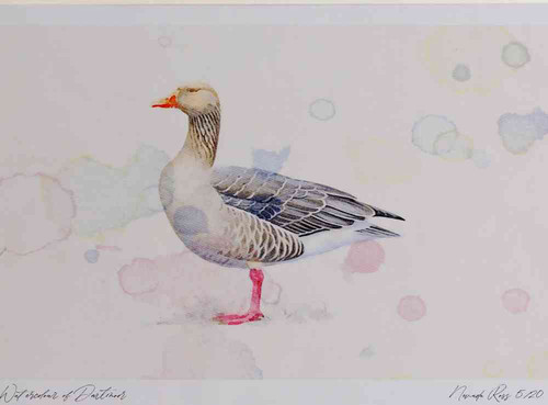 A4 greylag goose.jpg