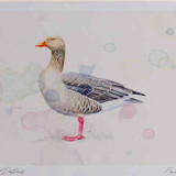 A4 greylag goose