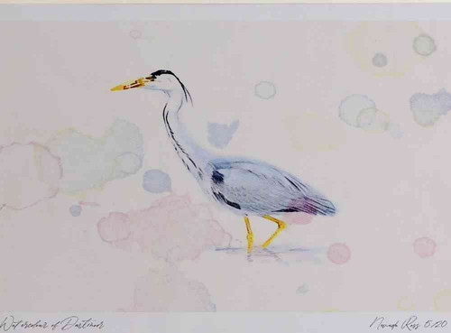 A4 grey heron adult.jpg